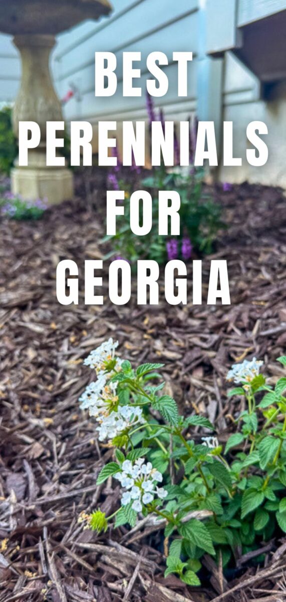 BEST PERENNIALS FOR GEORGIA