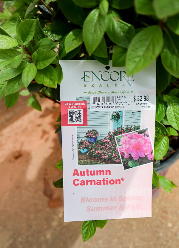 Autumn Carnation Azelea