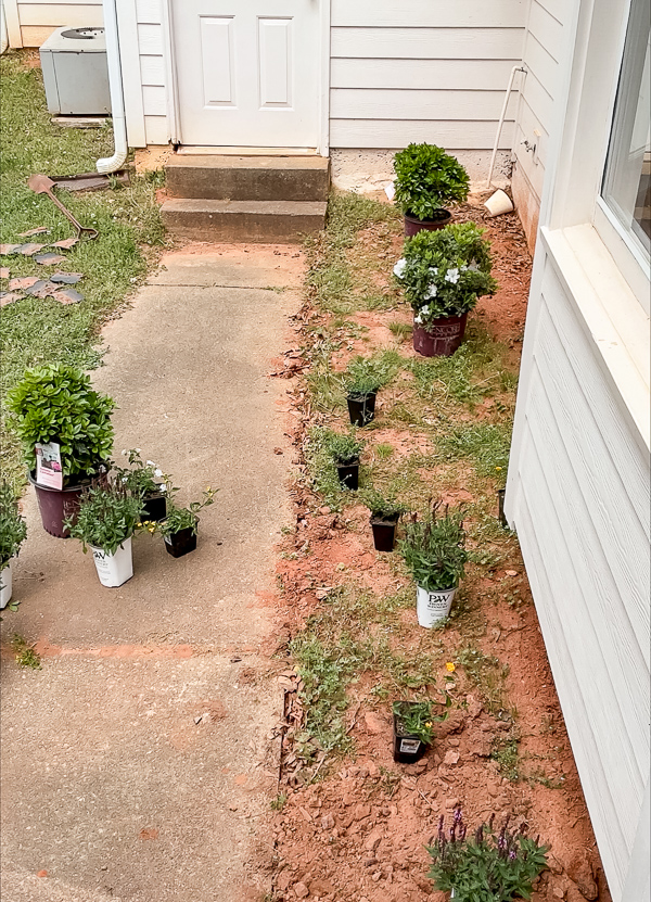 Plants positioned in a flower bed for planting.
