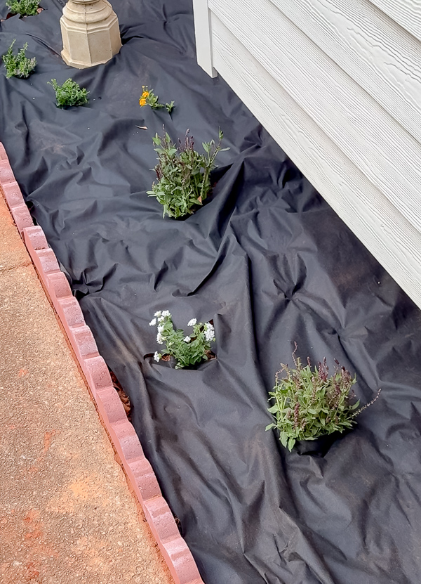 Landscape fabric around plants and in flower bed