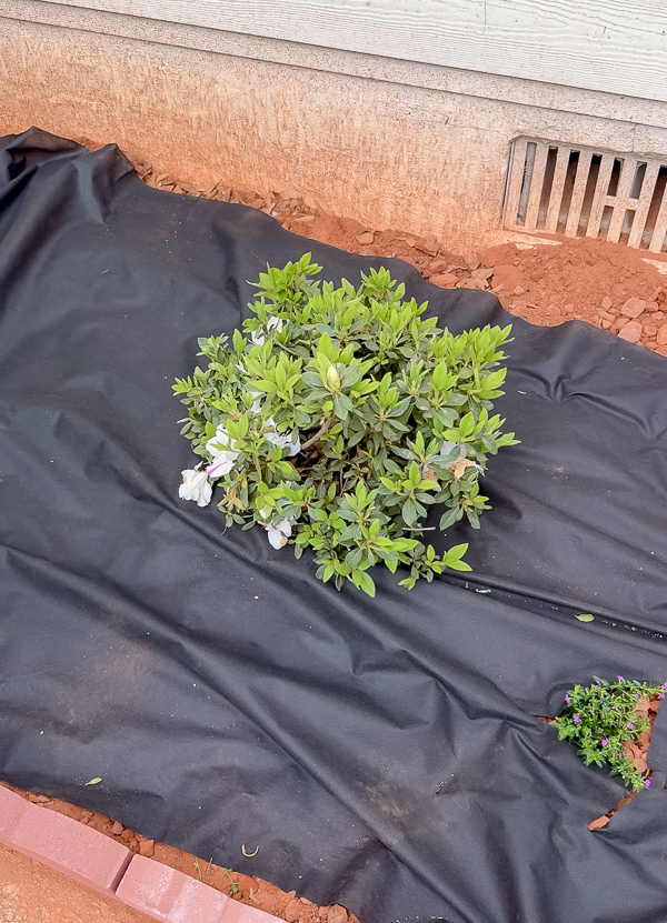 How to cut landscape fabric around plants (cut cross shape and pull plant through opening)