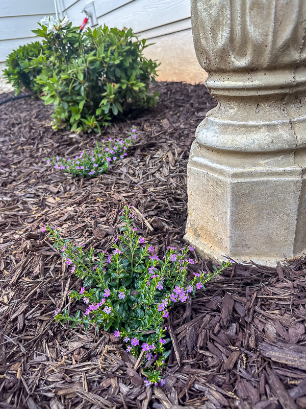 Mexican heather plant with mulch around it.