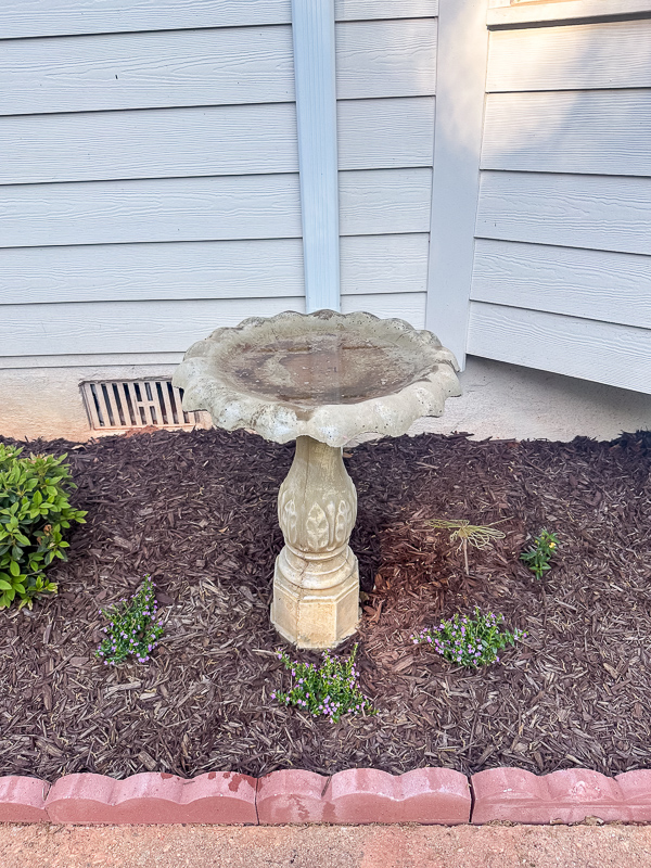 Concrete birdbath with mexican heather around it and a cute dragonfly ornament.