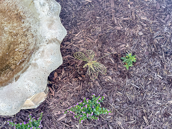 Metal dragonfly decoration, mexican heather plant and concrete bird bath