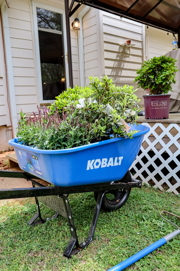 A wheel barrel full of perennial plants to go into a flower bed in Georgia zone 8a.