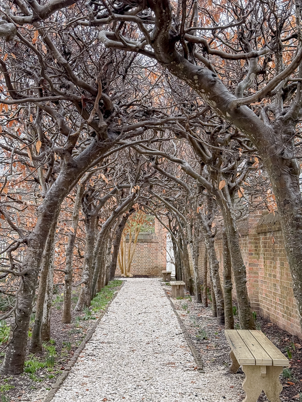 Espaliered tree arch tunnel over a shell garden path