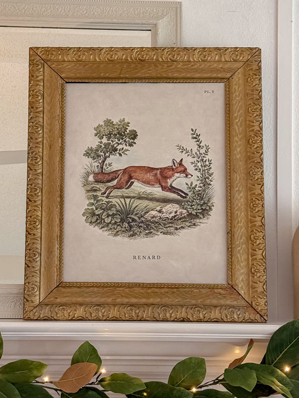 Close-up of the vintage French naturalist fox print in a gold frame, leaning on the mantel mirror